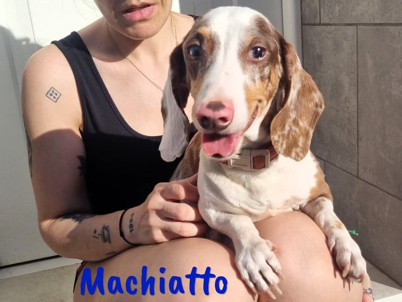Machiatto 06/2021 (ESP) - verspielter, ausgeglichener und sozialer Dackel!