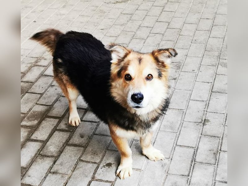 Malik, Dackel/ Schäferhundmischling, geb. 2020, kl. Schäfimix sucht Haus und Hof zum Bewachen