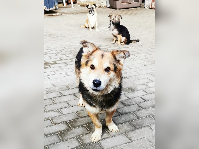 Malik, Dackel/ Schäferhundmischling, geb. 2020, kl. Schäfimix sucht Haus und Hof zum Bewachen