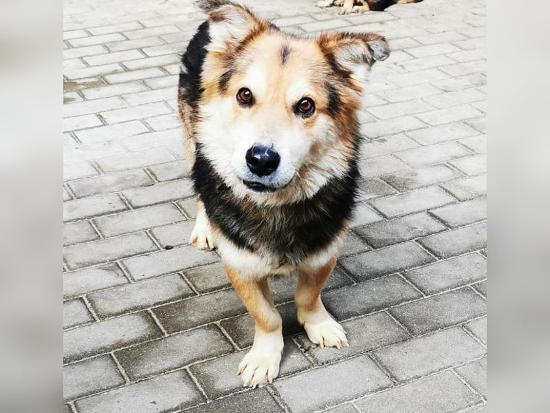 Malik, Dackel/ Schäferhundmischling, geb. 2020, kl. Schäfimix sucht Haus und Hof zum Bewachen