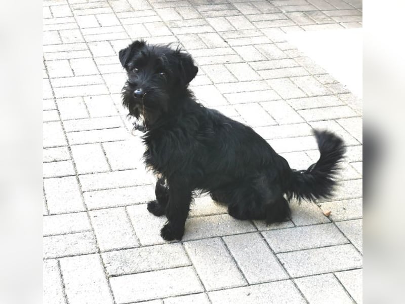 Bennie, Terrier-Dackelmischling, geb. 2024, aktiver Junghund sucht aktive Familie
