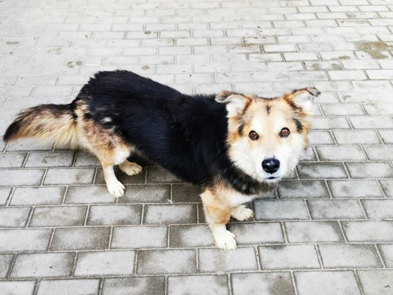 Malik, Dackel/ Schäferhundmischling, geb. 2020, kl. Schäfimix sucht Haus und Hof zum Bewachen