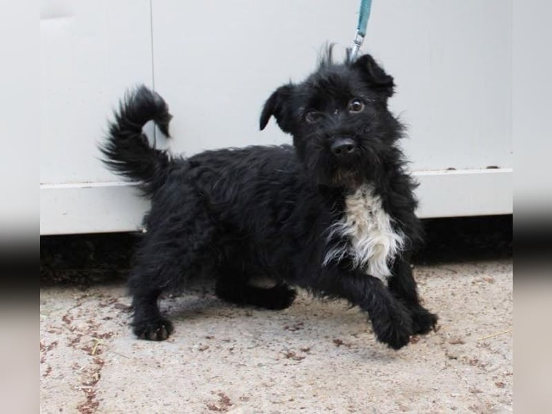 Bennie, Terrier-Dackelmischling, geb. 2024, aktiver Junghund sucht aktive Familie