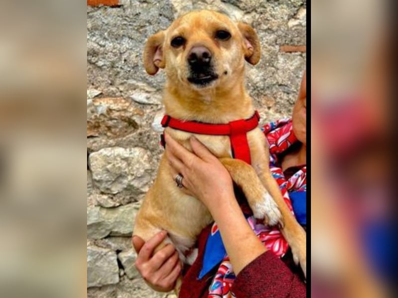 Winnie: kleiner Charmeur sucht dich!