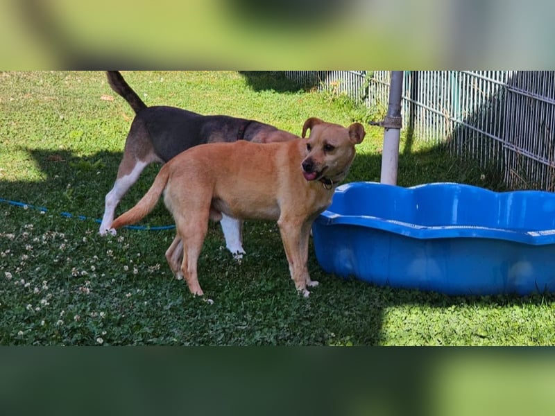 Winnie: kleiner Charmeur sucht dich!