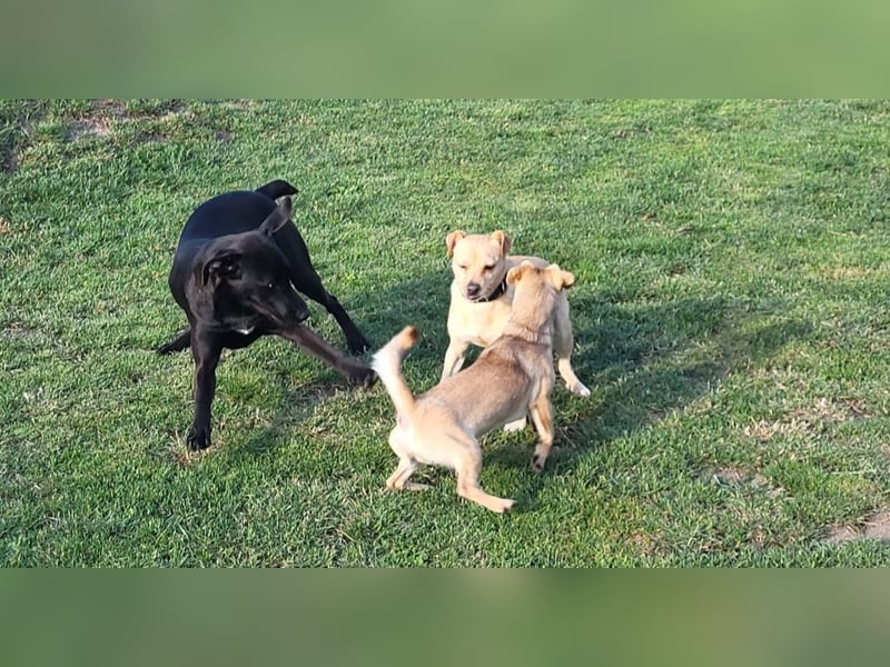 Winnie: kleiner Charmeur sucht dich!