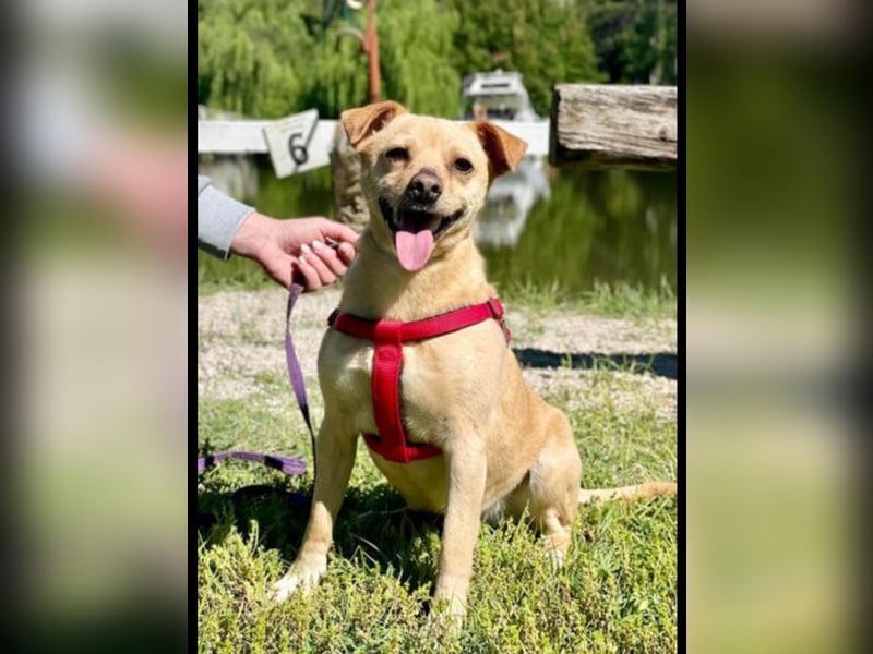 Winnie: kleiner Charmeur sucht dich!