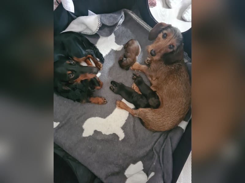 Dackel Welpen 3 Rüden geboren am 02.05.25