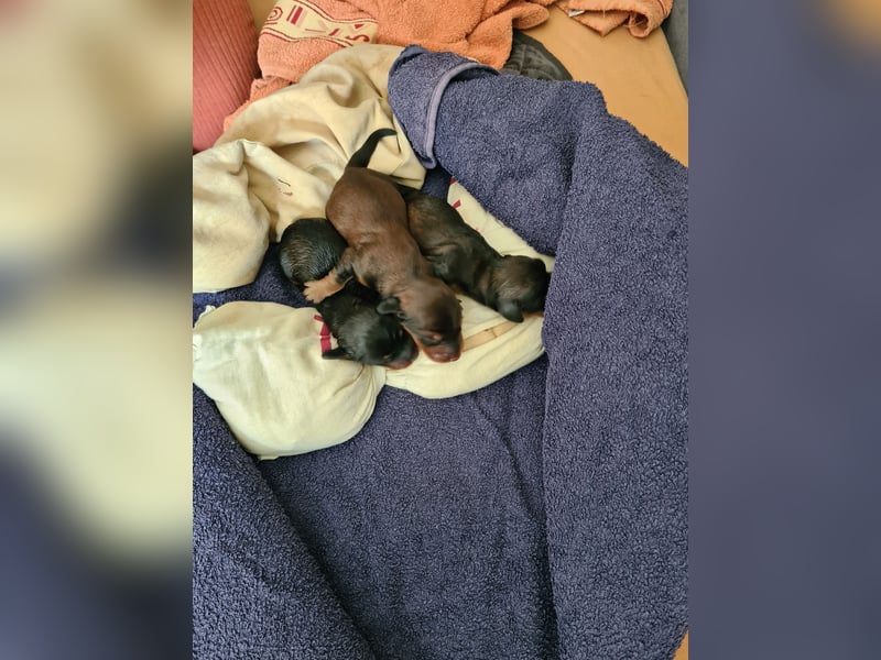 Dackel Welpen 3 Rüden geboren am 02.05.25