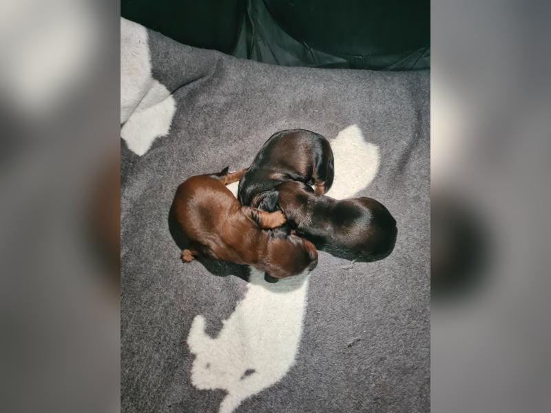 Dackel Welpen 3 Rüden geboren am 02.05.25