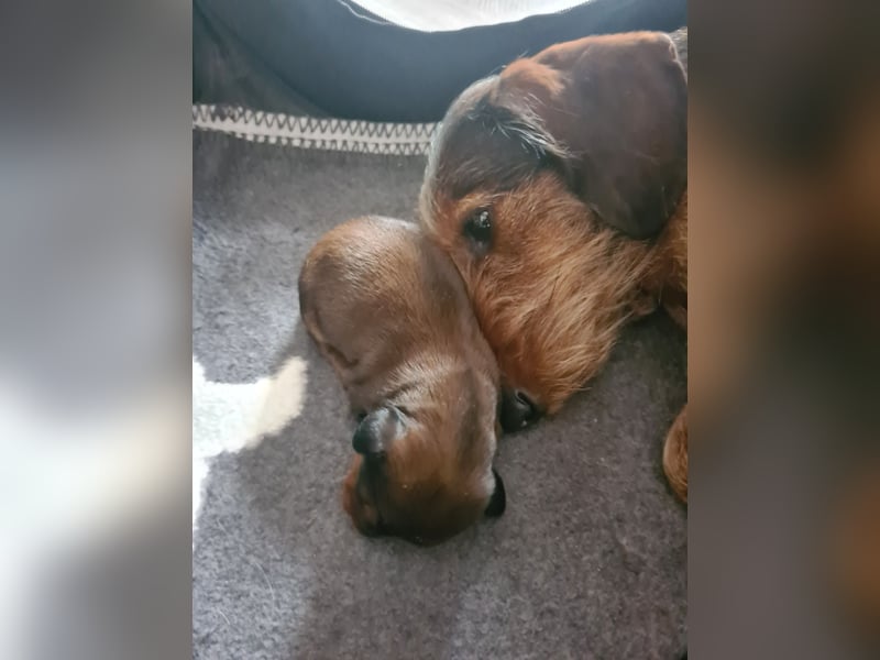 Dackel Welpen 3 Rüden geboren am 02.05.25