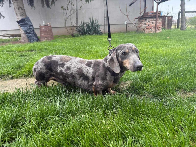 Mazli, geboren 01.10.2022, 22cm sucht seine Menschen