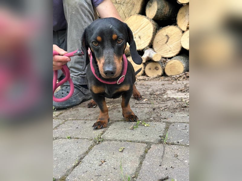 Norman, 1 Jahr, 25cm sucht sein Glück