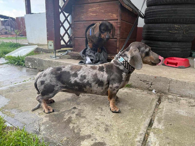 Mazli, geboren 01.10.2022, 22cm sucht seine Menschen