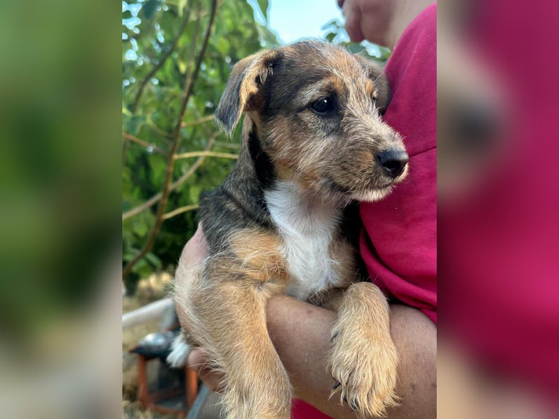 Patrik, geboren 10.04.2025, 24cm sucht seine Chance
