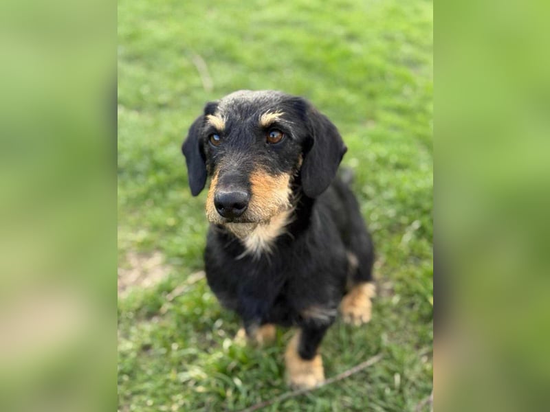 Denver, 11 Monate, 32cm sucht seine Chance