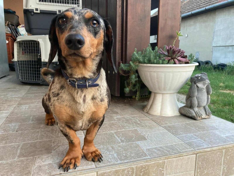 Rocky, geboren 06.2023, 27cm sucht sein Zuhause