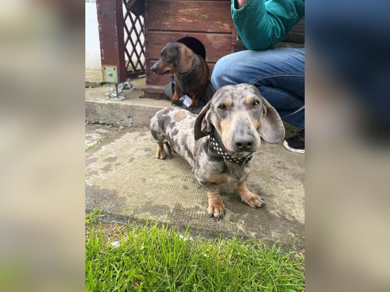 Mazli, geboren 01.10.2022, 22cm sucht seine Menschen