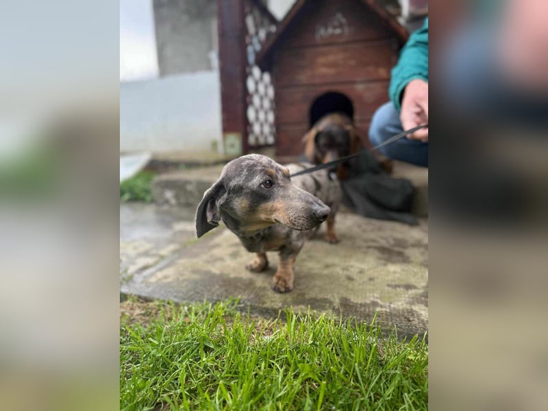 Mazli, geboren 01.10.2022, 22cm sucht seine Menschen