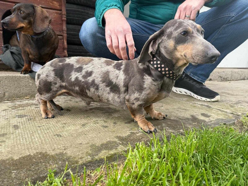 Mazli, geboren 01.10.2022, 22cm sucht seine Menschen
