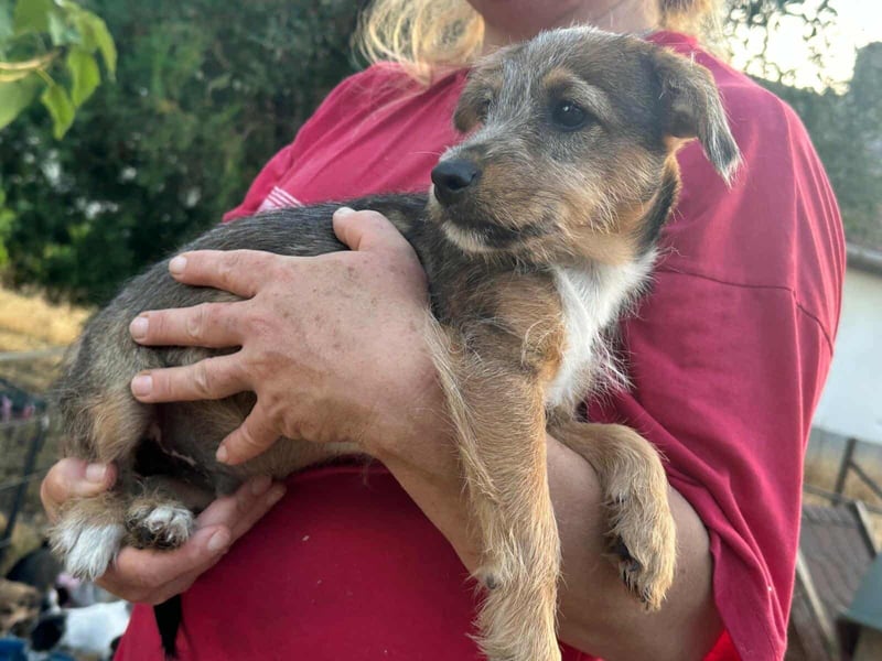 Patrik, geboren 10.04.2025, 24cm sucht seine Chance