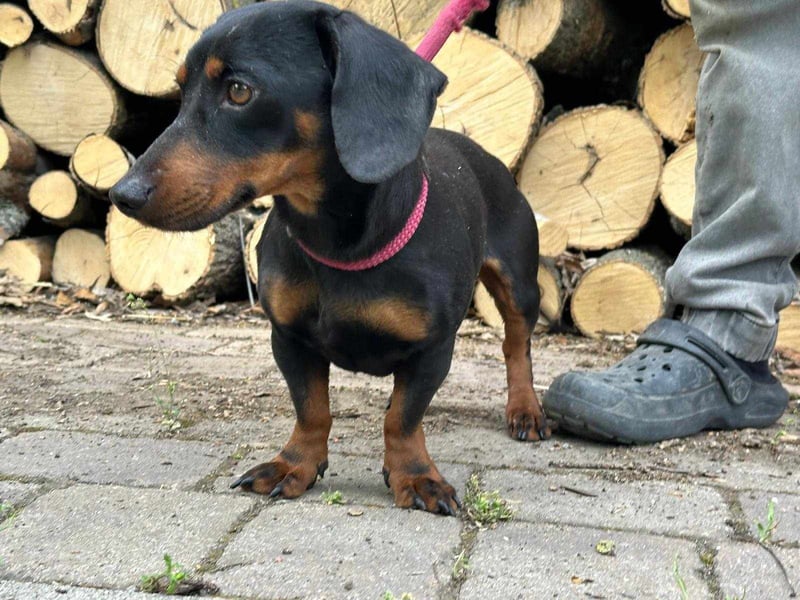 Norman, 1 Jahr, 25cm sucht sein Glück