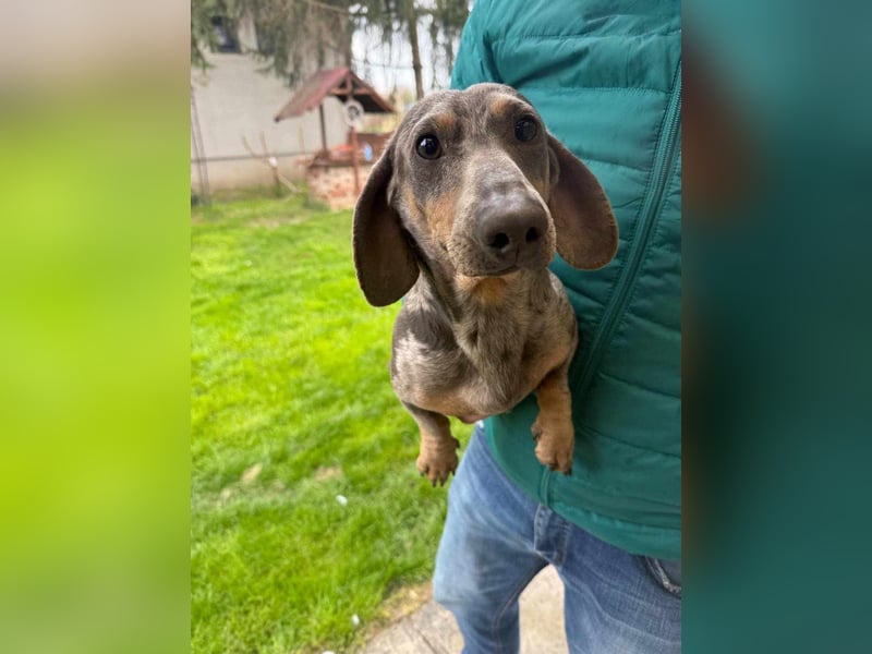 Mazli, geboren 01.10.2022, 22cm sucht seine Menschen