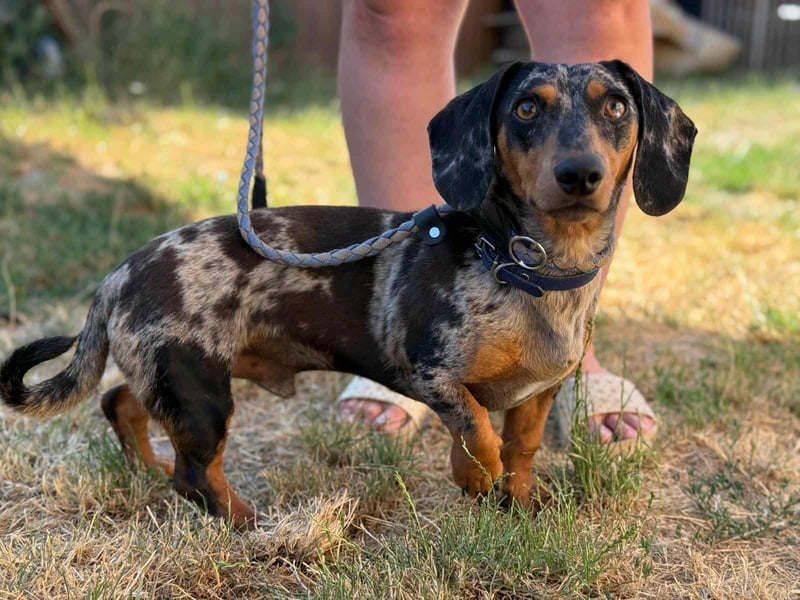 Rocky, geboren 06.2023, 27cm sucht sein Zuhause