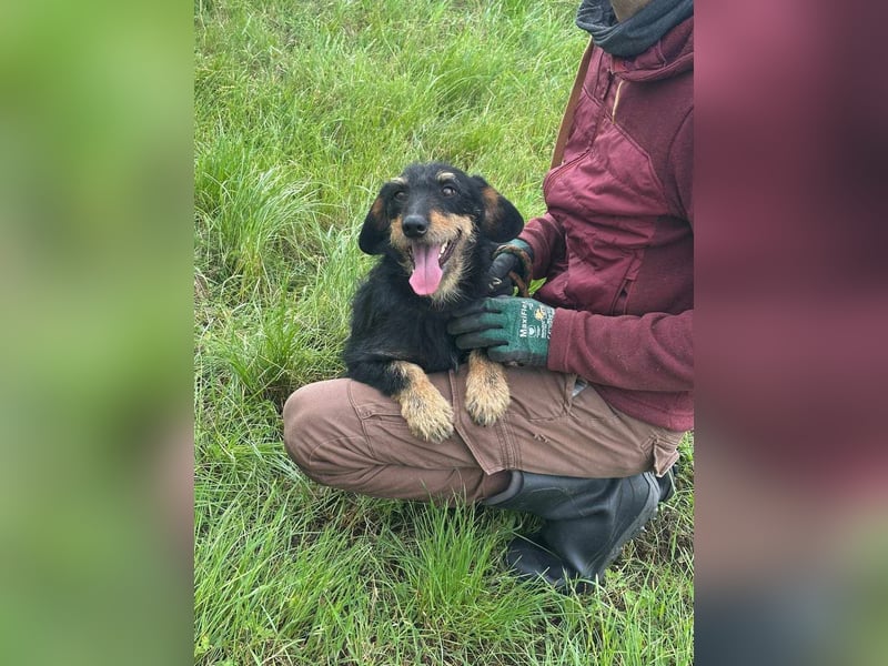 Denver, 11 Monate, 32cm sucht seine Chance