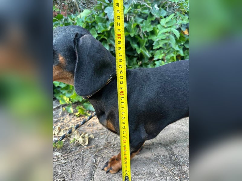 Gerry, geboren 02.09.2023, 24cm sucht sein Körbchen