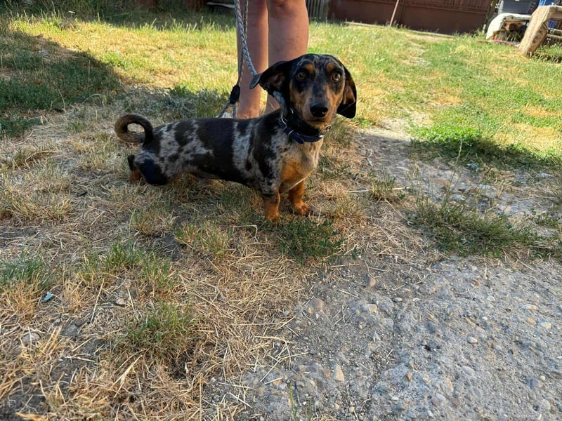 Rocky, geboren 06.2023, 27cm sucht sein Zuhause