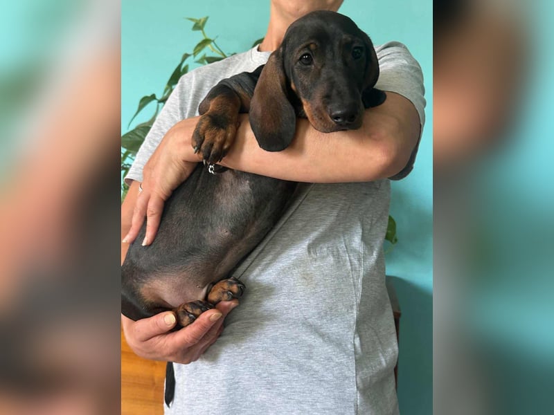 Bond, geboren 15.04.2025, 21cm sucht seine Menschen