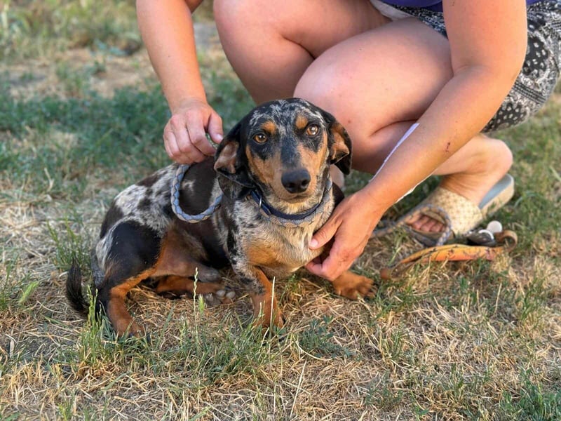 Rocky, geboren 06.2023, 27cm sucht sein Zuhause