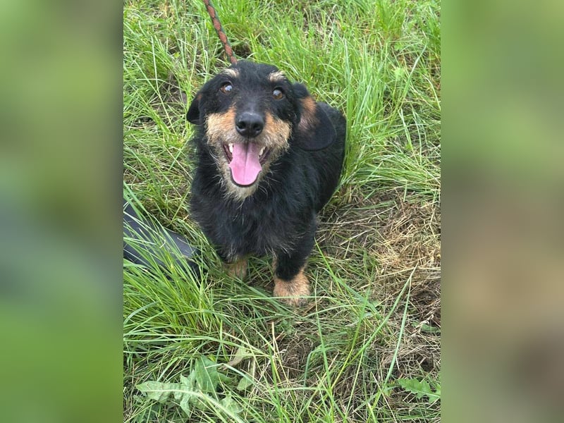 Denver, 11 Monate, 32cm sucht seine Chance