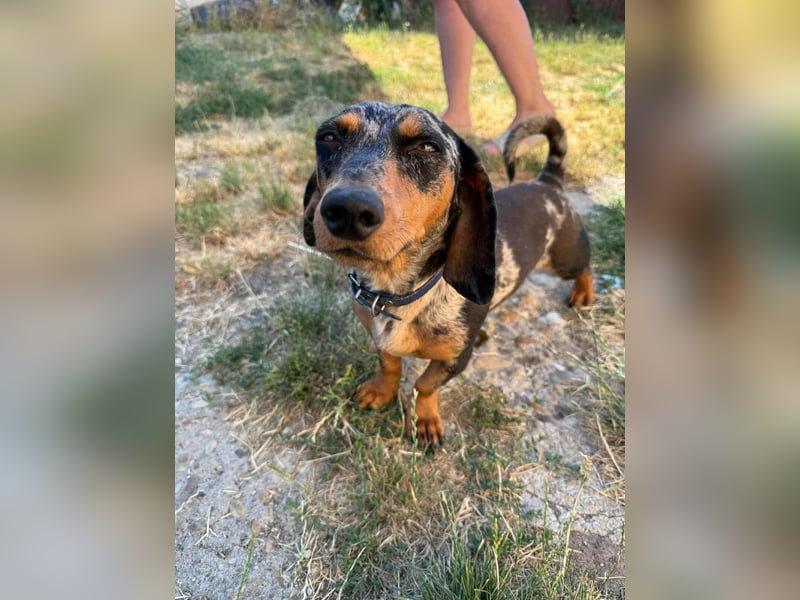 Rocky, geboren 06.2023, 27cm sucht sein Zuhause