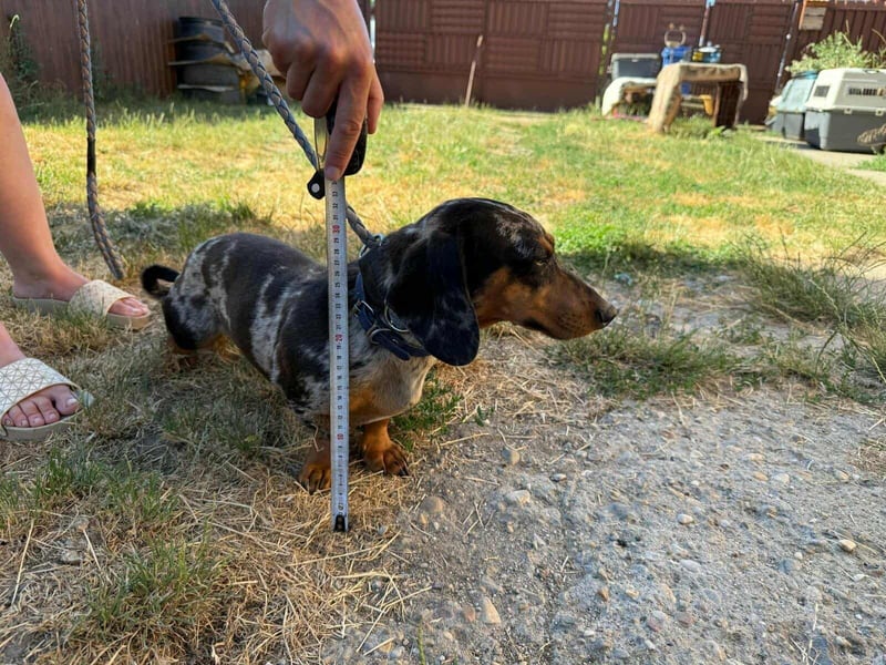 Rocky, geboren 06.2023, 27cm sucht sein Zuhause
