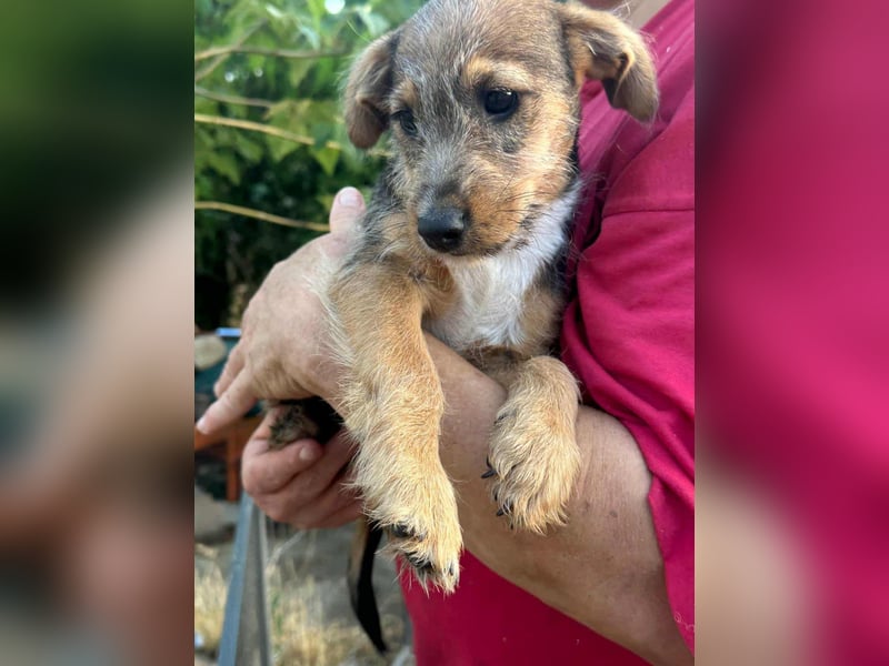 Patrik, geboren 10.04.2025, 24cm sucht seine Chance