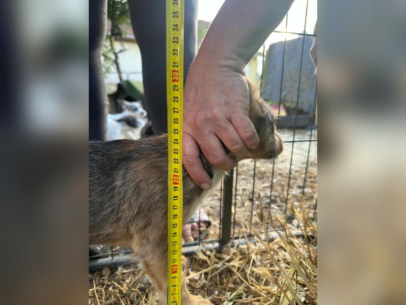 Patrik, geboren 10.04.2025, 24cm sucht seine Chance