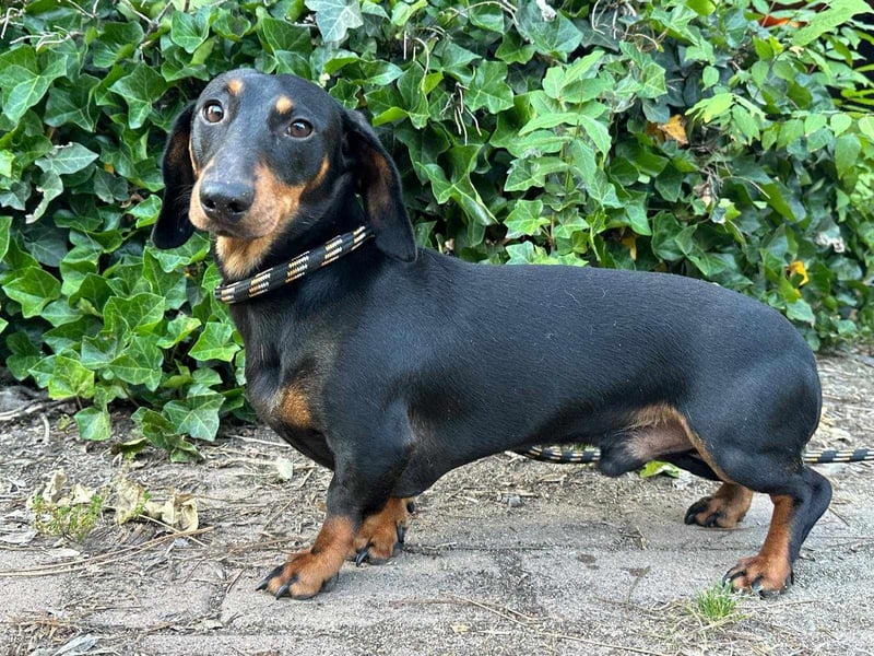 Gerry, geboren 02.09.2023, 24cm sucht sein Körbchen