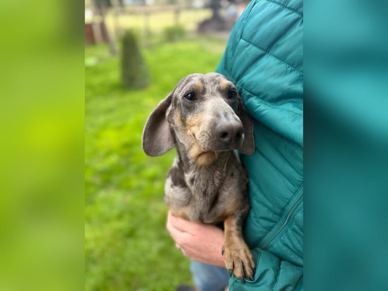 Mazli, geboren 01.10.2022, 22cm sucht seine Menschen