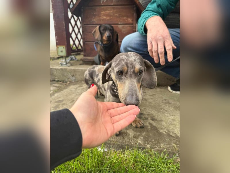 Mazli, geboren 01.10.2022, 22cm sucht seine Menschen