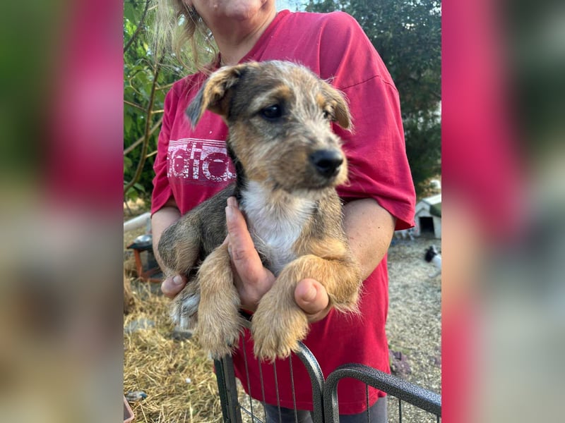 Patrik, geboren 10.04.2025, 24cm sucht seine Chance