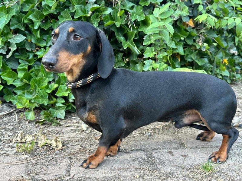 Gerry, geboren 02.09.2023, 24cm sucht sein Körbchen