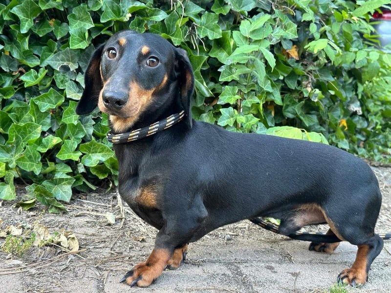 Gerry, geboren 02.09.2023, 24cm sucht sein Körbchen