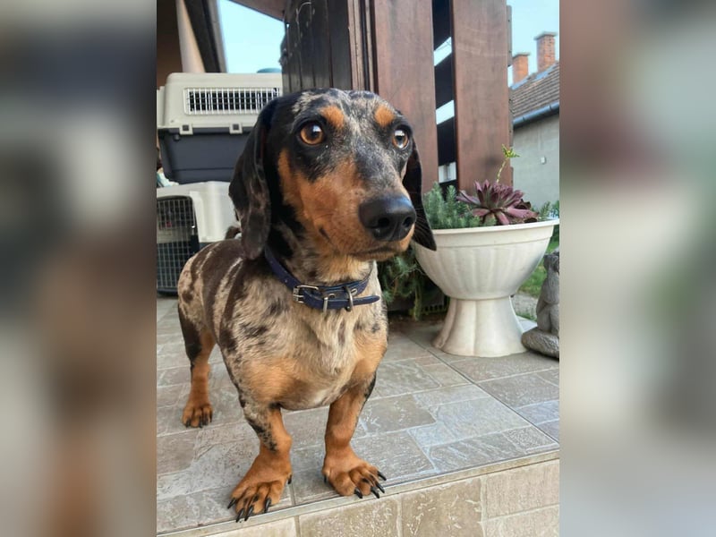 Rocky, geboren 06.2023, 27cm sucht sein Zuhause