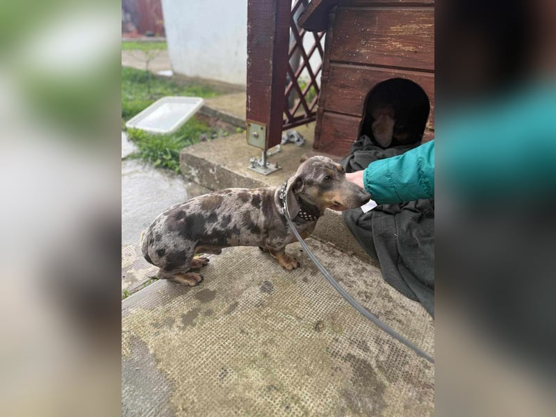 Mazli, geboren 01.10.2022, 22cm sucht seine Menschen