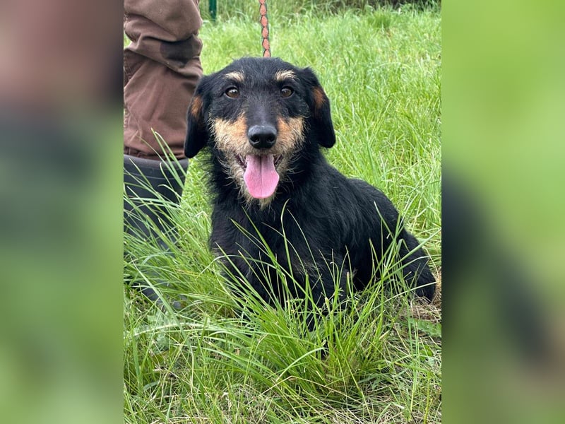 Denver, 11 Monate, 32cm sucht seine Chance