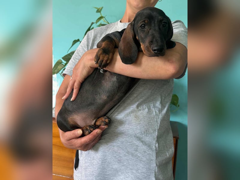 Bond, geboren 15.04.2025, 21cm sucht seine Menschen