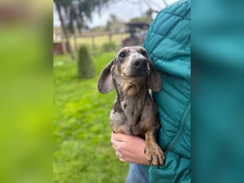 Mazli, geboren 01.10.2022, 22cm sucht seine Menschen