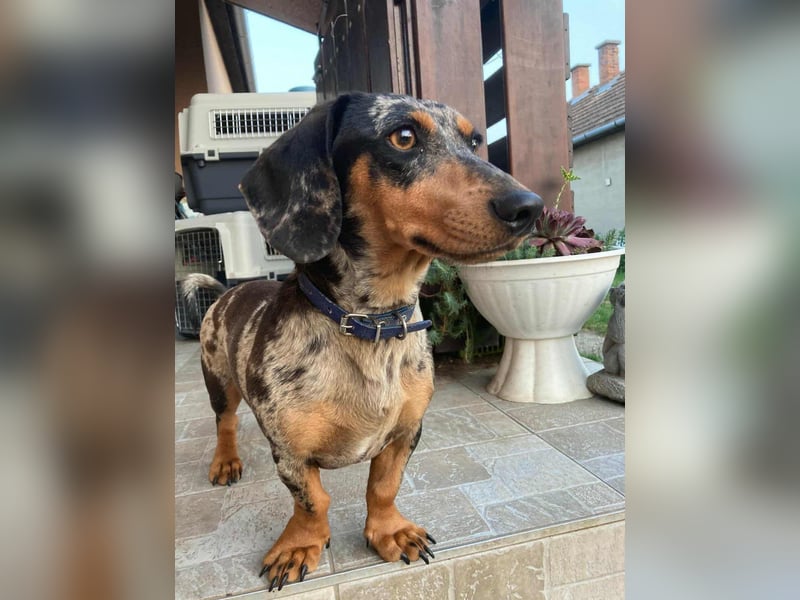 Rocky, geboren 06.2023, 27cm sucht sein Zuhause